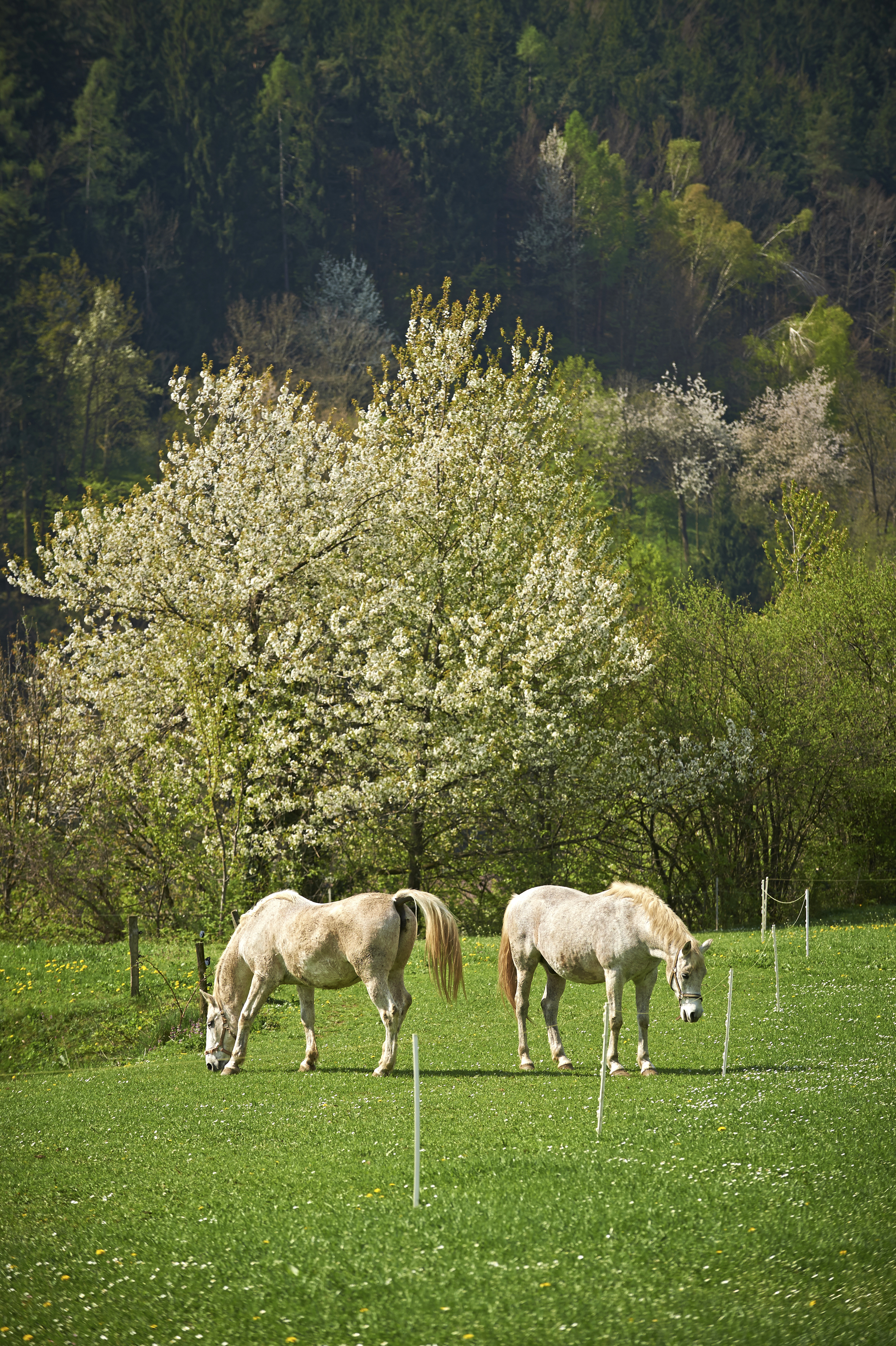 Ljubno_april 2019__foto_tomo_jeseničnik_visitsavinjska.com (2).jpg